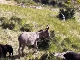 Elazığ’da sürüden ayrılan eşeği dronun sesi geri getirdi
