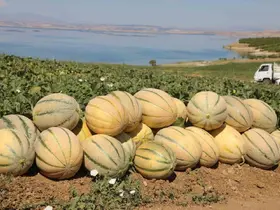 Elazığ’da yaklaşık 20 ton kavun hasadı bekleniyor
