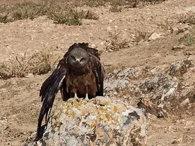 Elazığ’da yaralı ve bitkin çaylak kuşu bulundu
