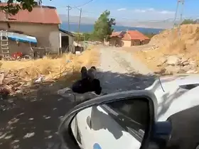 Elazığ’da yaşlı bir adam, zincirle ağaca bağlanmış şekilde görüntülendi
