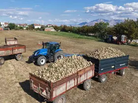 Elazığ’ın bereketli topraklarında şeker pancarı hasadı başladı

