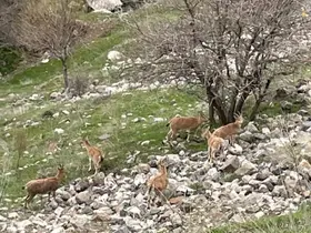Elazığ’ın tarihi mahallesi Harput’ta dağ keçileri görüntülendi
