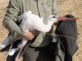 Elektrik akımına kapılan eşinin başından 5 gün ayrılmadı
