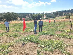 Emet Göncek köyünde organik kavun üretim alanları denetlendi
