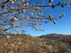 Emet’te badem ağaçları çiçek açtı
