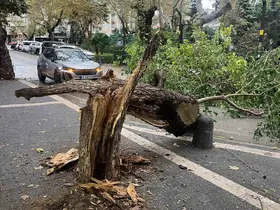 Erdek’te fırtına ağacı gövdesinden kırdı
