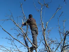 Erzincan çiftçisine ‘budama’ uyarısı
