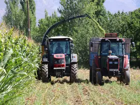 Erzincan Ovası’nda silajlık mısır hasadı sürüyor
