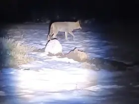 Erzincan’da aç kalan kurtlar köye indi
