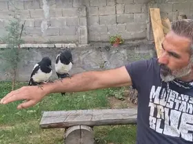 Erzincan’da ağaçtan düşen yavru kuşları sahiplenerek doğaya kazandırıyor

