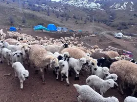 Erzincan’da baharın gelişiyle koyun-kuzu buluşmaları renkli görüntüler sundu
