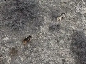 Erzincan’da kış uykusundan uyanan ayılar havadan görüntülendi
