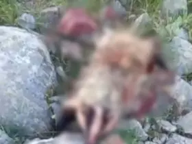 Erzincan’da köpeklerin saldırısına uğrayan porsuk telef oldu
