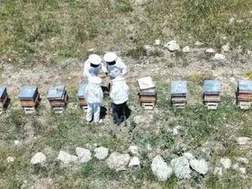 Erzincan’da kovanlar bal doldu, arıcılar hasadı bekliyor

