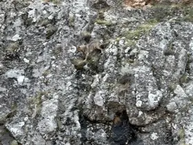 Erzincan’da kurtlarla yaban keçilerinin amansız mücadelesi kamerada
