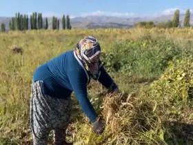 Erzincan’da kuru fasulyenin hasadına başlandı
