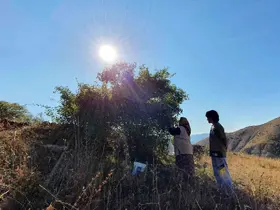 Erzincan’da kuşburnu, zorlu arazilerde toplanmaya başlandı
