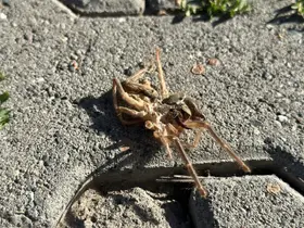 Erzincan’da sarıkız örümceği görüldü
