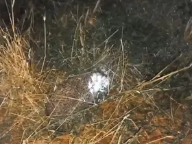 Erzincan’da şaşırtan olay: Civcivleri yiyen tilki değil kirpi çıktı
