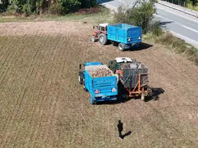 Erzincan’da şeker pancarı hasadı başladı
