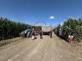 Erzincan’da silajlık mısırın hasadı sürüyor
