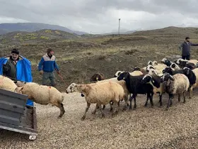 Erzincan’da yayla sezonu sona erdi, dönüş yolculuğu başladı
