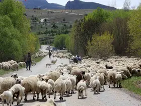 Erzincan’da yaylacılar, 5 aylık sezonun ardından dönüş yolculuğuna başladı
