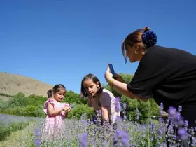 Erzincan’daki lavanta bahçesi ziyaretçilerin ilgi odağı oldu
