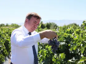 Erzincan’ın tescilli Cimin üzümünde 5 bin ton rekolte bekleniyor
