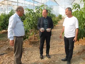 Erzin’de avokado ve mango üretimi yapılan seralar ekonomiye katkı sağlıyor
