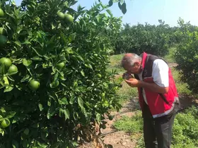 Erzin’de narenciye bahçelerinde hastalık denetimi yapıldı
