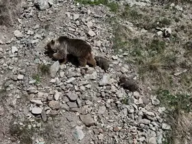 Erzurum Oltu’da bozayı iki yavrusuyla görüntülendi
