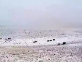 Erzurum’a mevsimin ilk karı yağdı
