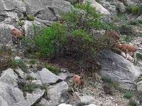 Erzurum’da dağ keçileri ana yola indi
