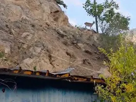 Erzurum’da ezber bozan dostluk: Dağ keçileri evin çatısını mesken tuttu

