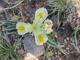 Erzurum’da koruma altındaki Peşmen Navruzu’na benzerliğiyle dikkat çeken Kafkas Navruzu görüntülendi

