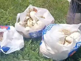 Erzurum’da sağanak yağışların ardından mantar bereketi: 45 dakikada poşetler doldu
