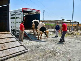 Esenyurt’ta ilk kurbanlıklar pazara giriş yaptı

