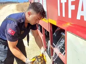 Eskişehir’de alevlerin arasında kalan kaplumbağayı itfaiye kurtardı
