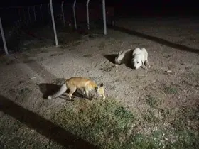 Eskişehir’de eve misafir olan tilki beslediler
