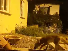 Evinin önüne gelen tilkiyi elleriyle besliyor
