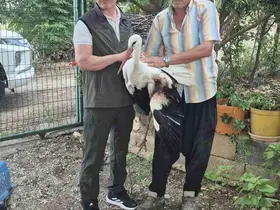 Evinin önüne gelen yaralı leyleğe sahip çıktı
