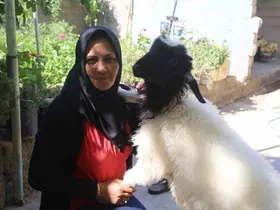 Evladını lösemiden kaybeden anne, teselliyi peşinden ayrılmayan kuzuda buldu
