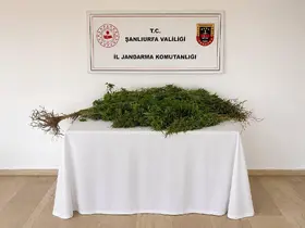 Eyyübiye’de 8 kök kenevir bitkisi ele geçirildi
