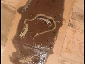 Fare yakalamak için kurulan tuzaktan adeta mini hayvanat bahçesi çıktı
