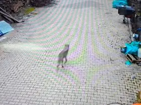 Feke’de yerleşim alanına inen kurt görüntülendi
