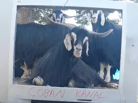 Fenomen çoban bu kez ekran başına geçen keçisine seslendirme yaptı
