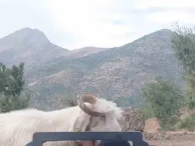 Fenomen çobanın keçiyle mücadelesi gülümsetti
