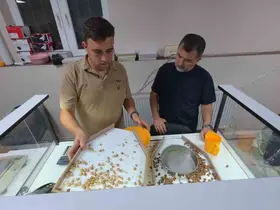 Fındık alımı başladı, araçlar kapı önünde kuyruk oldu
