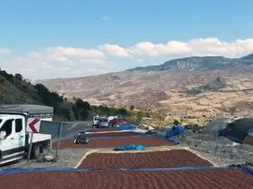Fındık üreticilerinin güneş arayışı
